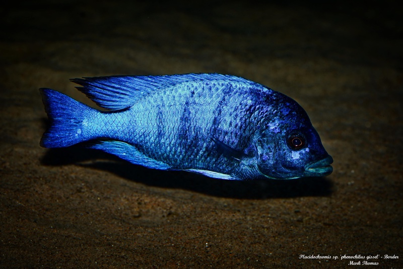 Placidochromis sp. 'phenochilus gissel' Border